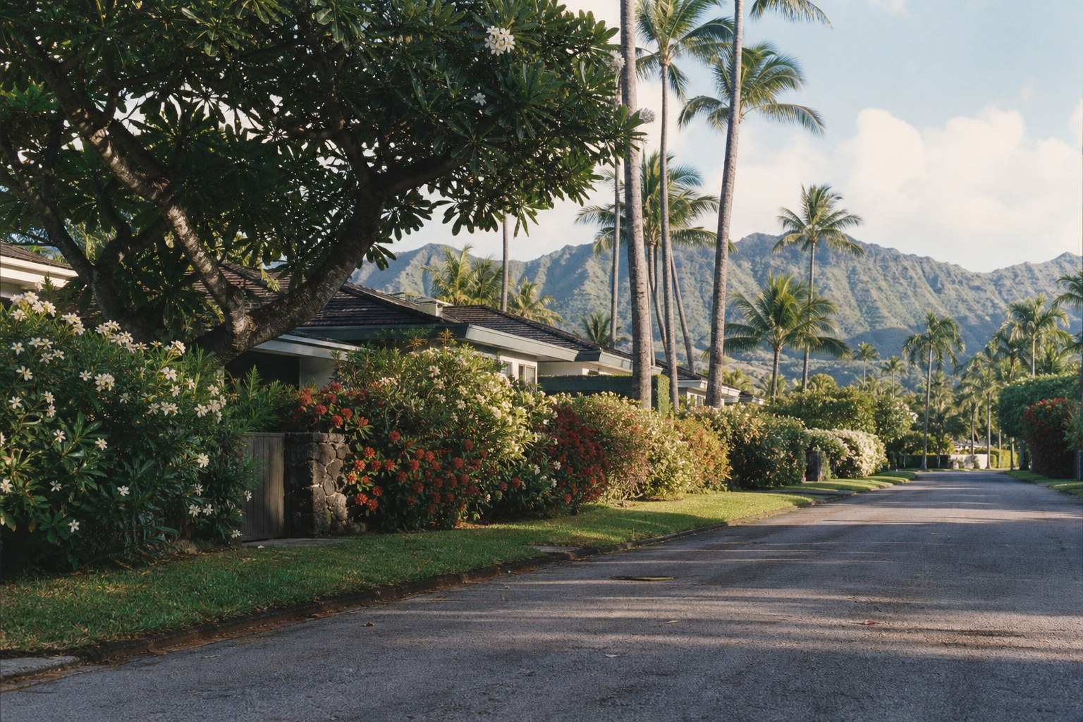 A quiet Kahala street in Honolulu lined with palms
